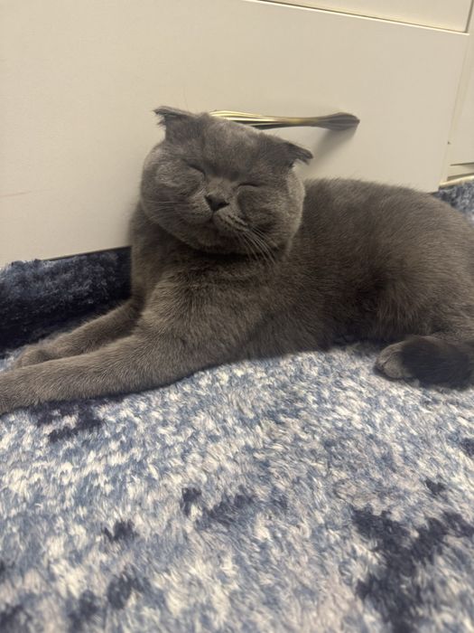 Веселоухйи кот скотиш фолд Срочно