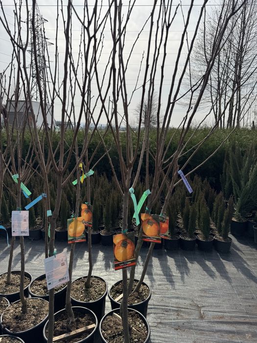 Kaki anul 6 si 7 diferite soiuri