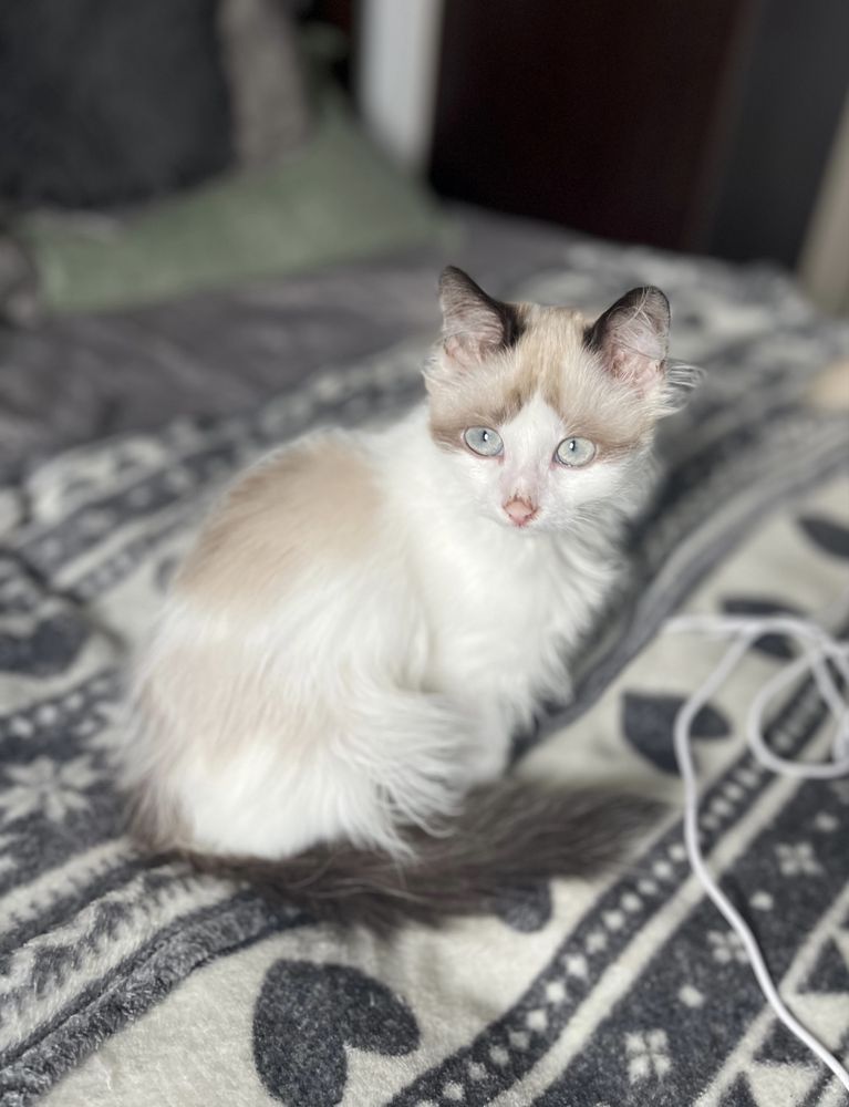 Băiețel Ragdoll Seal Bicolor