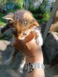 Котета си търсят нов дом