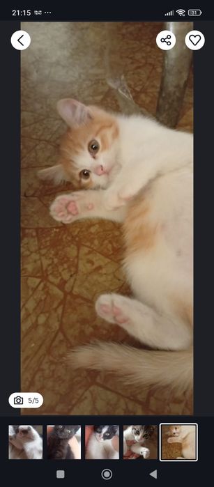 Отдам котят в добрые руки