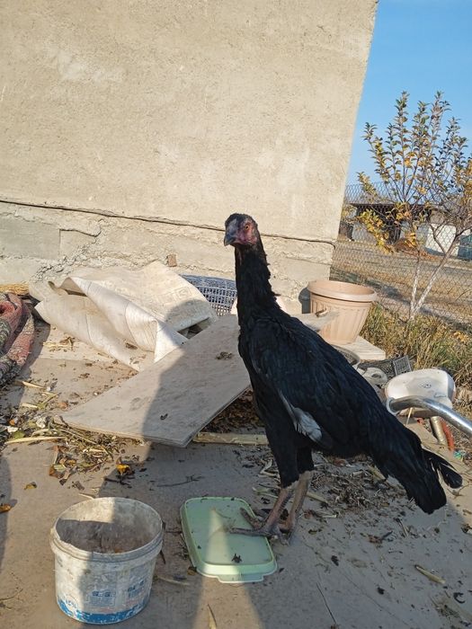 Продам дакан курочьку