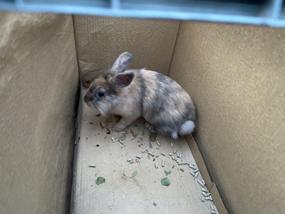 Продам декоративных кроликов