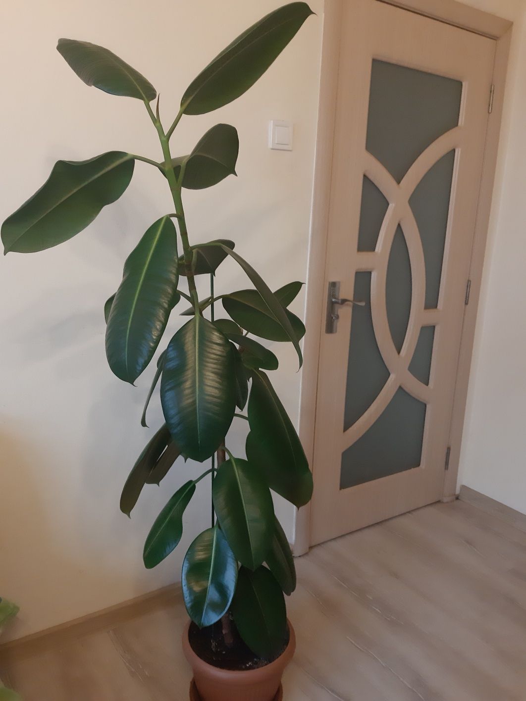 Floare Ficus 250 ron