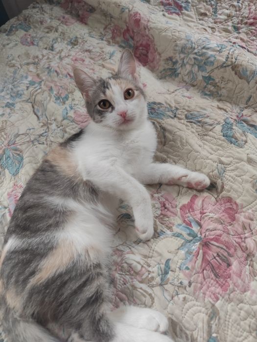 Отдам кошечку 5 мес. Кушает всё,к лотку приучена.