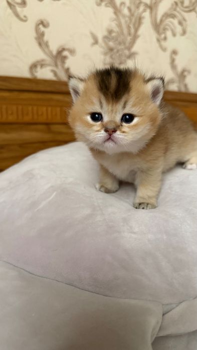 Британские котята