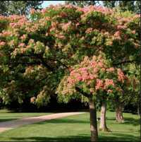 Albizia , arborele de mătase