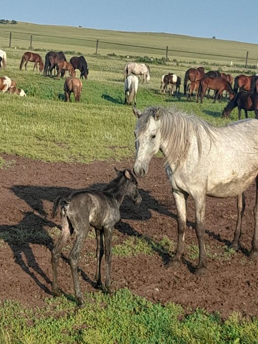 Продам лошадей с жеребятями