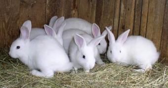 Зайци доставка из цяла България