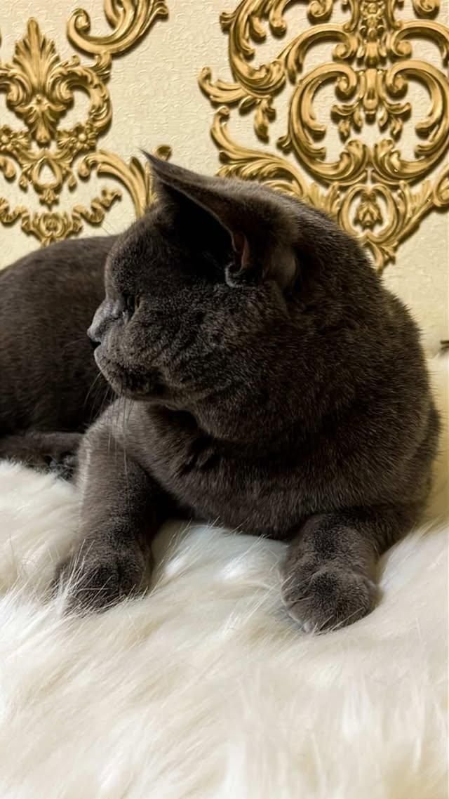 Вязка! Вritish shorthair