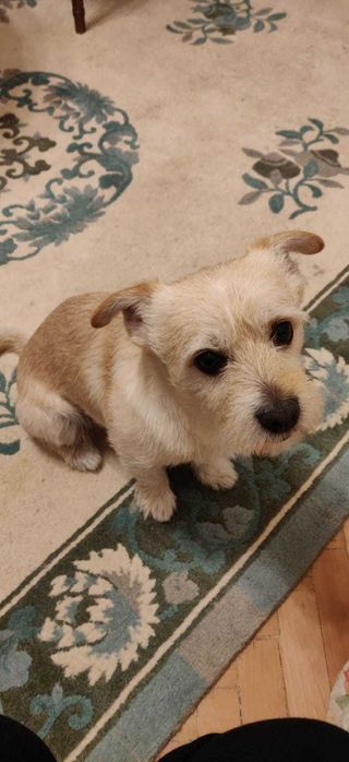 Caine talie mica spre adoptie :) se cheama Cremes/Micutul