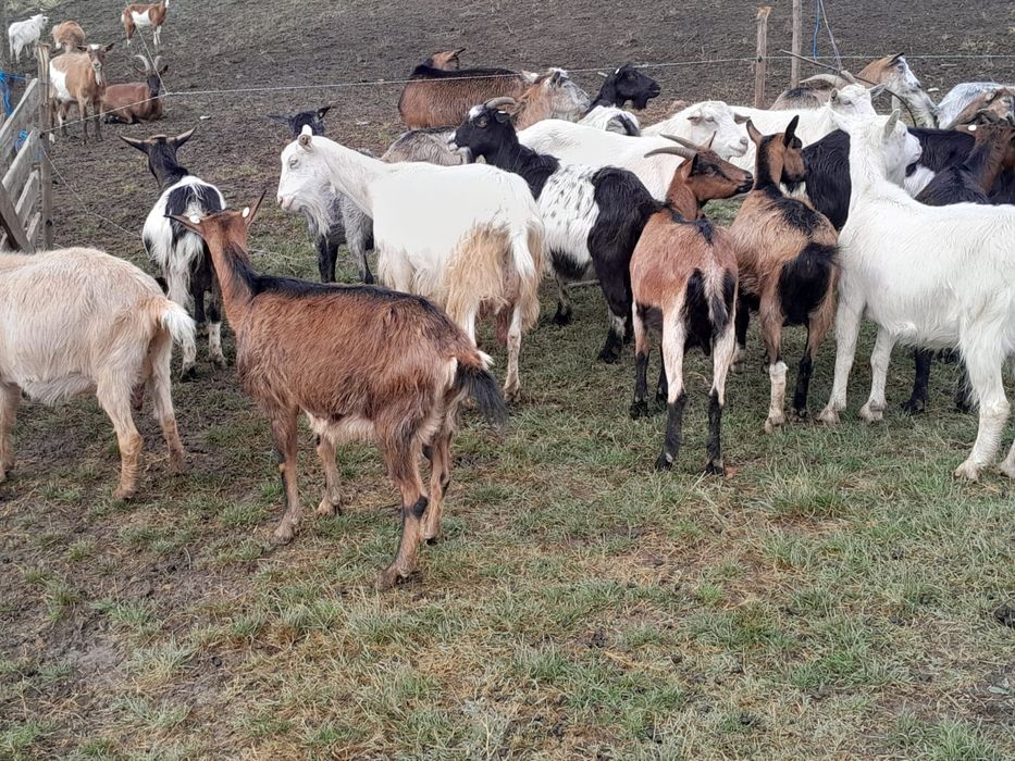 Vand capre alpin farnceze si sanee
