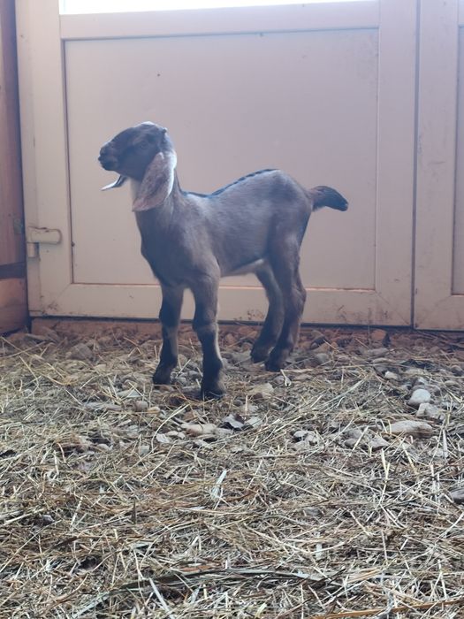 Ied anglo nubian , țapisor anglonubian