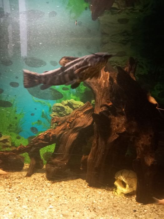 Pesti sanitari diferite specii