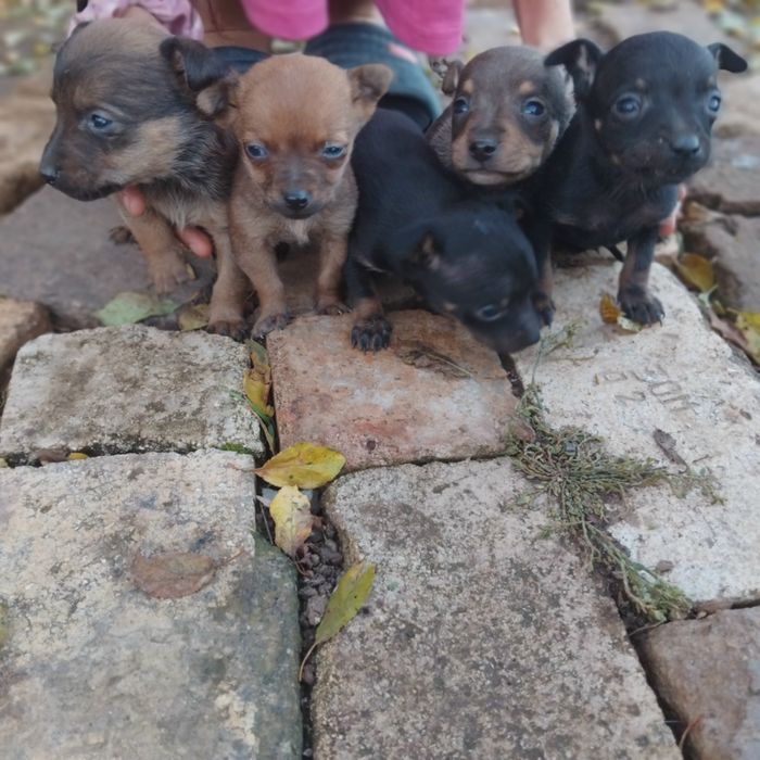 Малки Пичерчета н