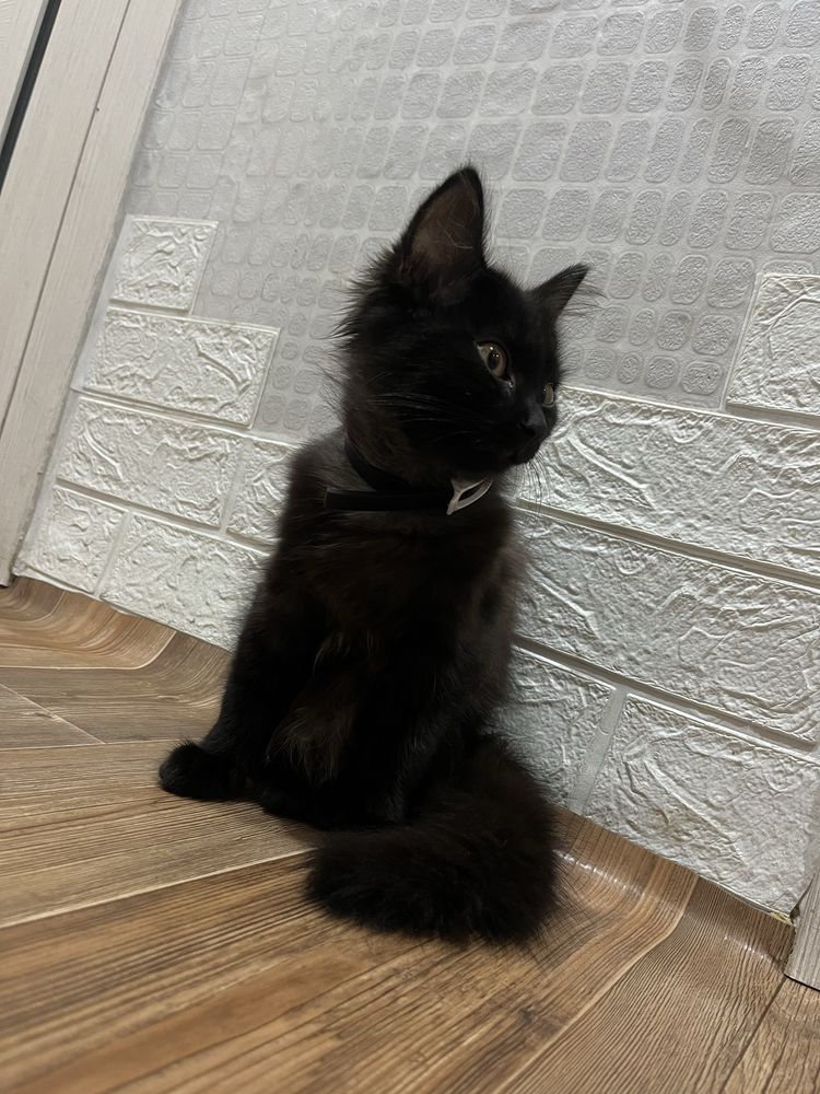 Котенок. Девочка