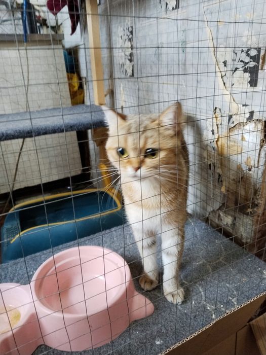 Продаётся британская шиншилла