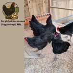 Cocosi  si pui de rasa Australorp negru și Marans negru aramiu