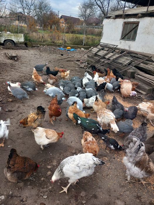 Vând bibilici diferite marimi