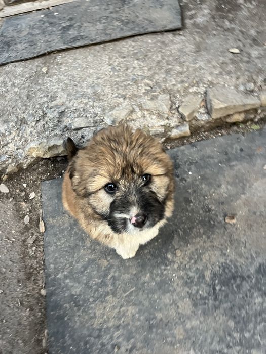 Отдам щенят бесплатно