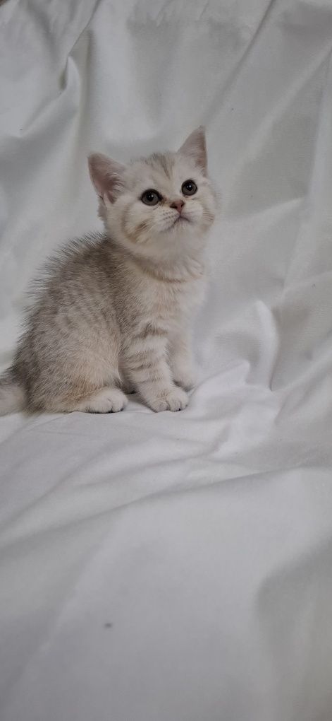 Продаю шотландских котят