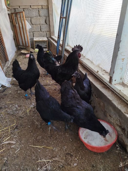 Кора Ухейюл тухумлари сотилади