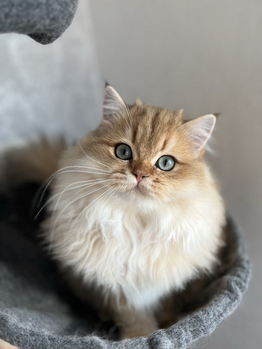 British golden cu pedigree