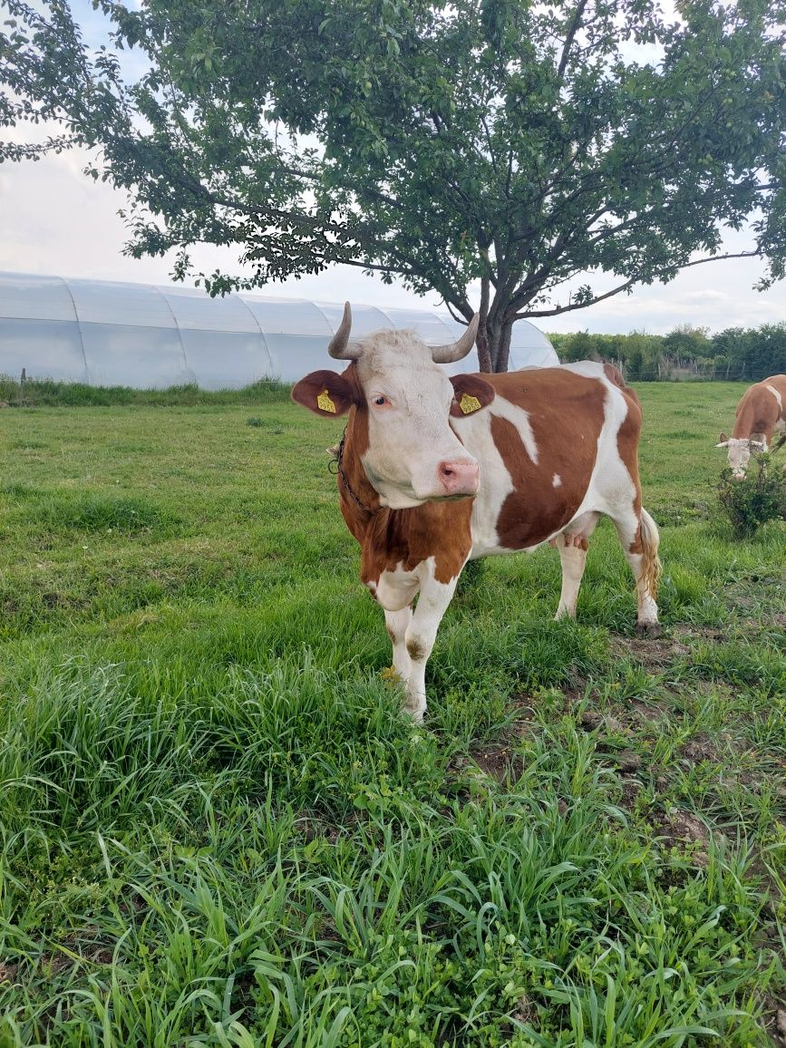 Vând Vacă bălțată