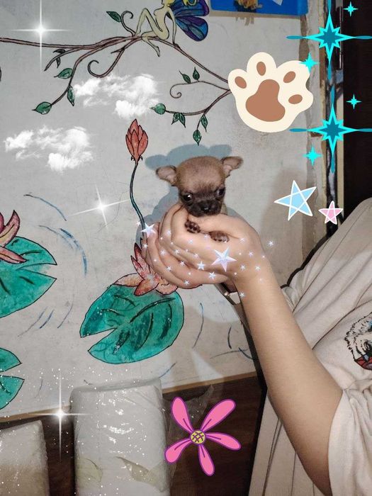 Чихуахуа   щенки