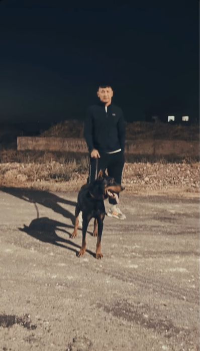 Доберман. 1 год смец