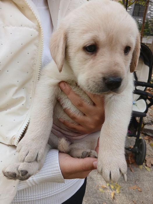 Продаются щенки лабрадора