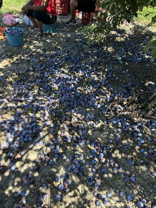 Vand prune pentru tuica