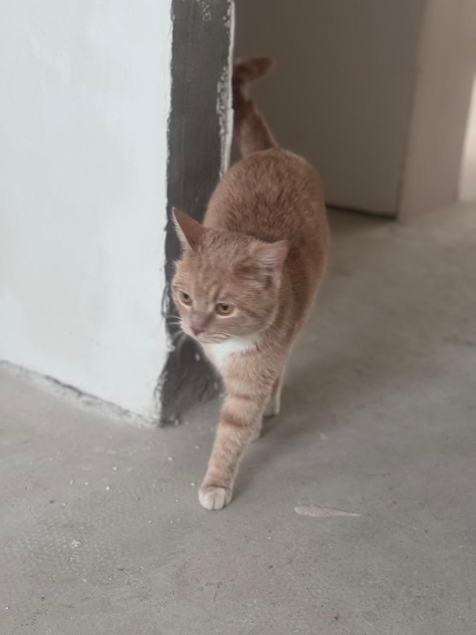 Ищем дом для котика