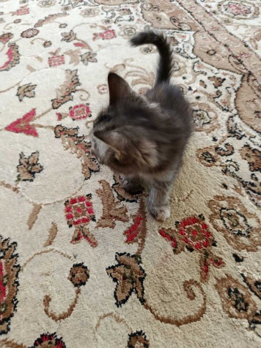 Котята в хорошие руки