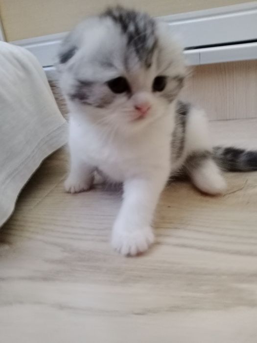 Роскошные котята Скоттиш фолд и Страйт биколор , мрамор.