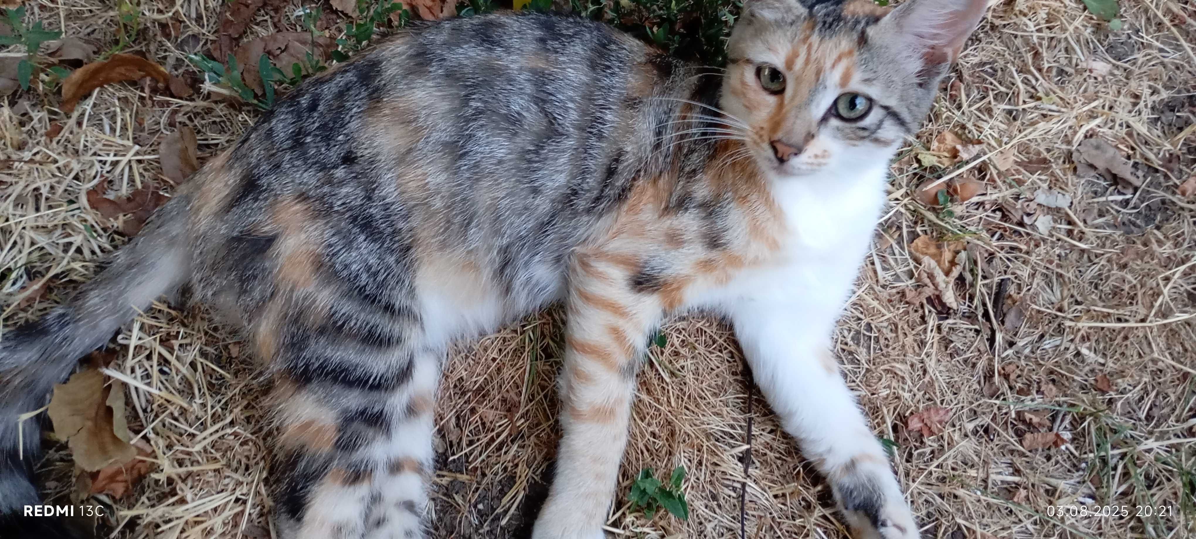 Котенца на четри месеца