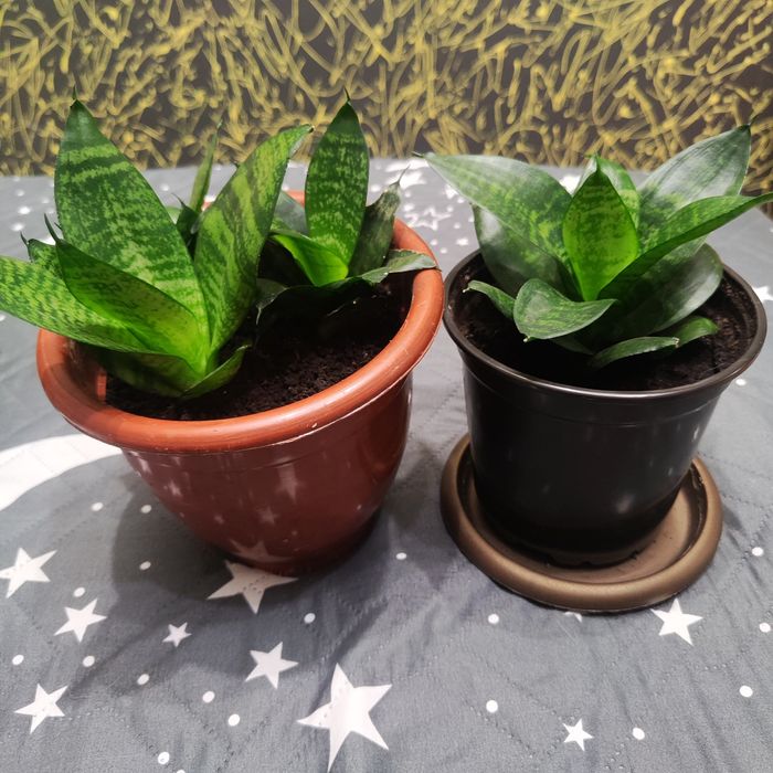 Продам растение щучий хвост (сансеверия)