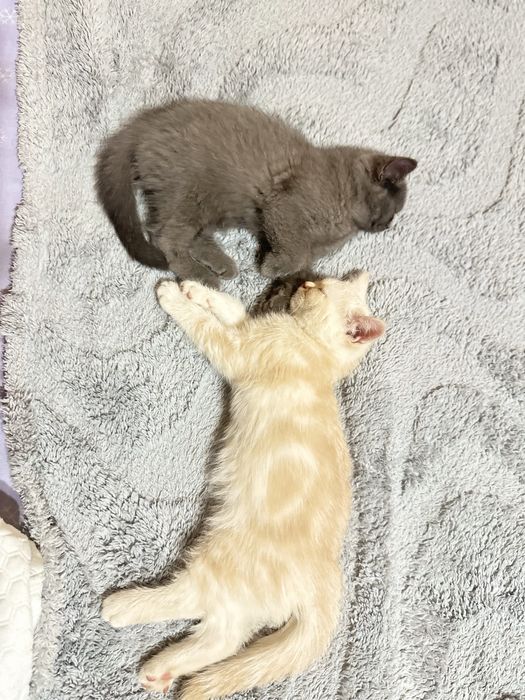 Котята от правильной вязки