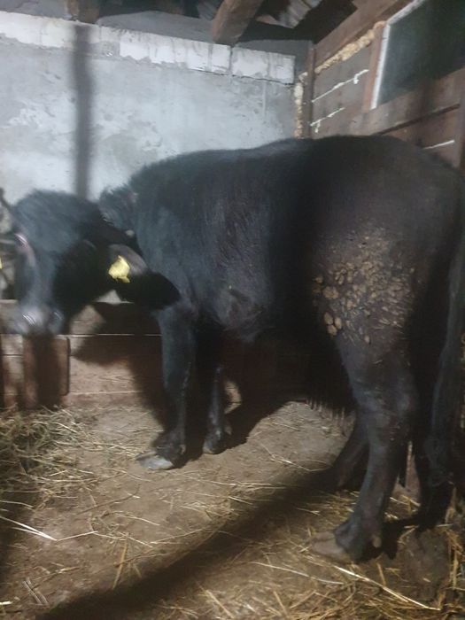 Vand juninca de bivol