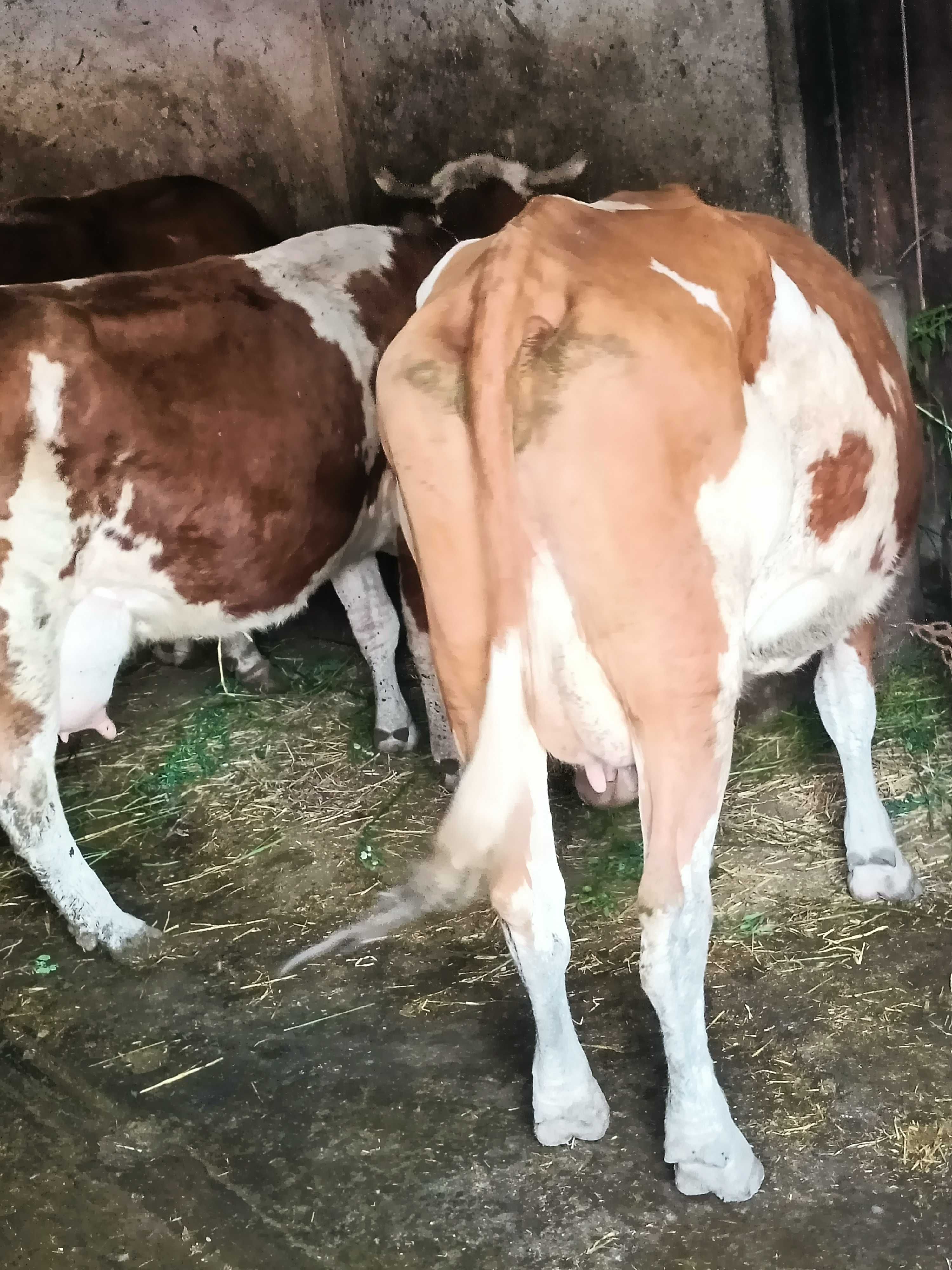 Vaca bălțată de vanzare