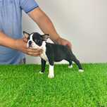 Pui Boston Terrier cu pedigree caută familie iubitoare