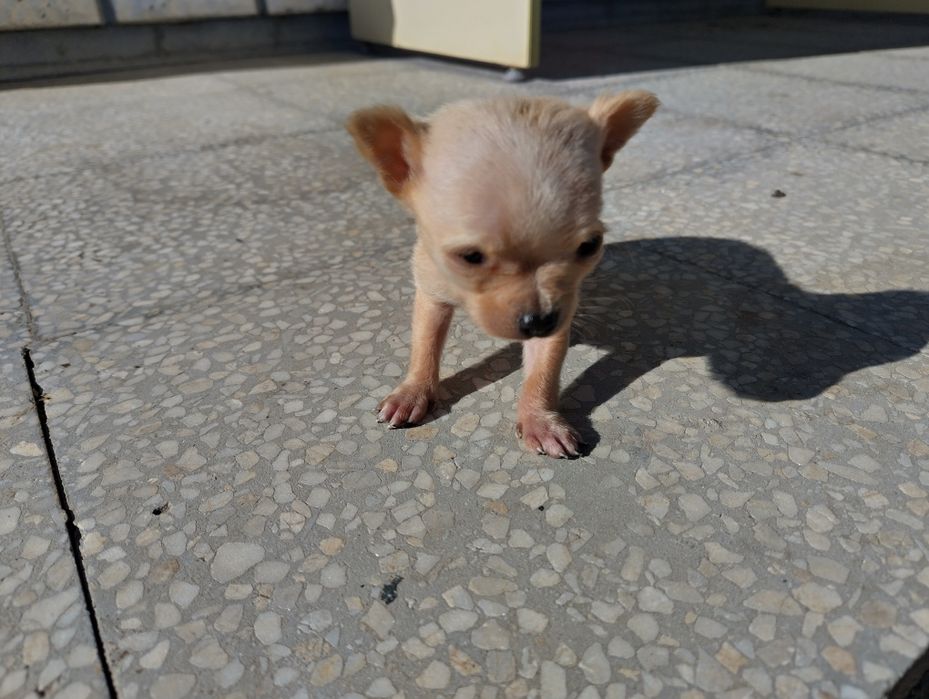 Продавам мъжко мини чихуахуа