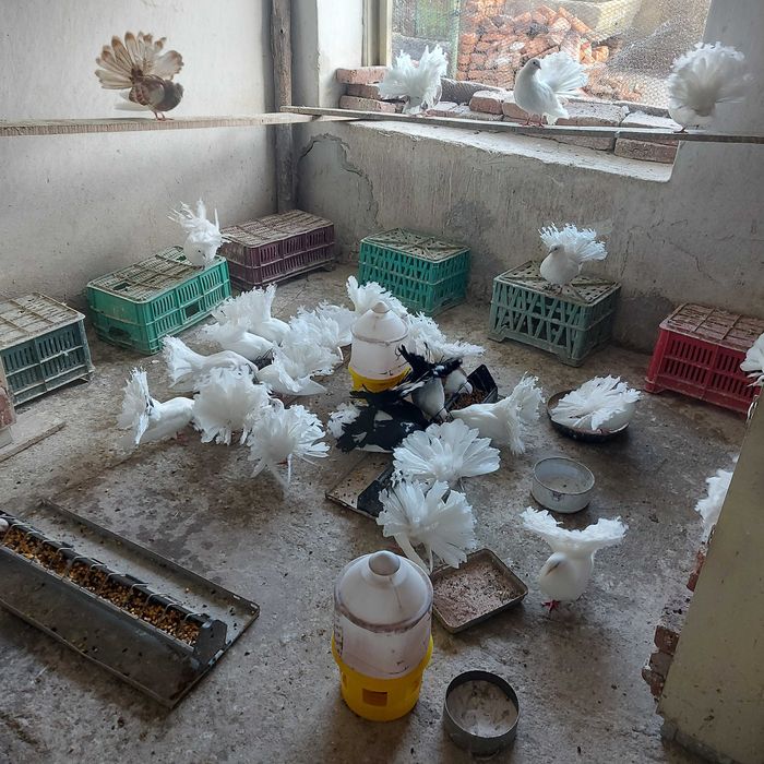 Продавам гълъби финерлии