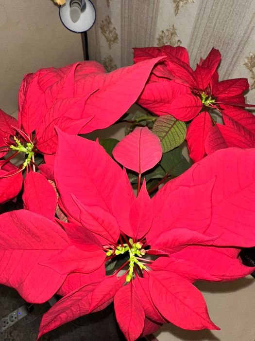 Продаются комнатные цветы