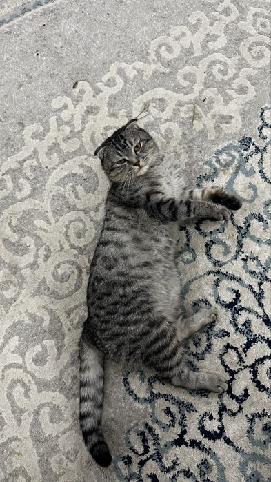 Продам кота шатланского веслоухи