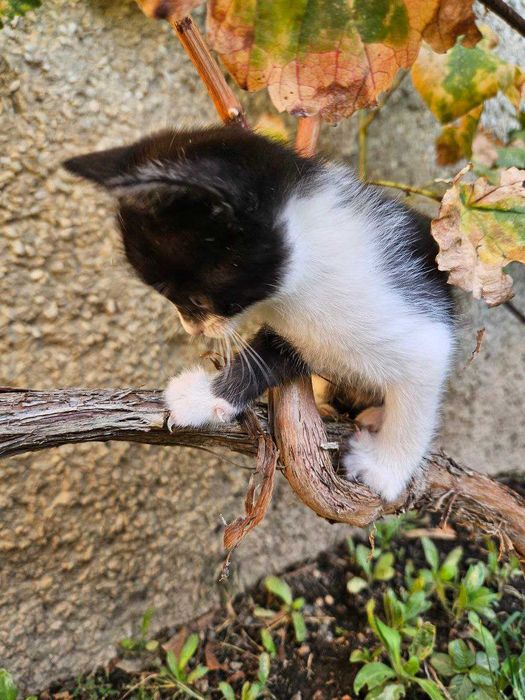 Весёлые котята ищут добрые руки