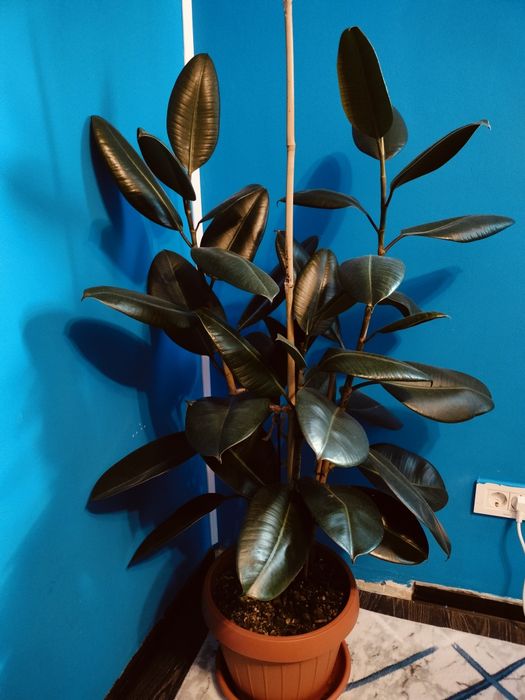 Ficus robusta 160 cm x 3 fire