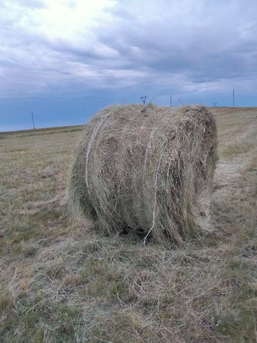 Продаю сено житняк .  Разнотравье. Тюк с доставкой 12000.