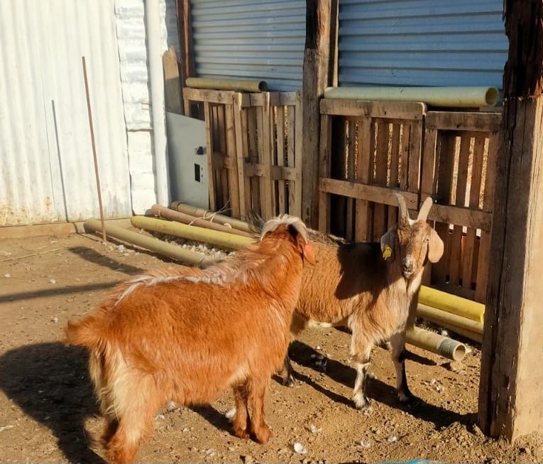 Ешкілер сатылады. Бағасы екеуі 100000