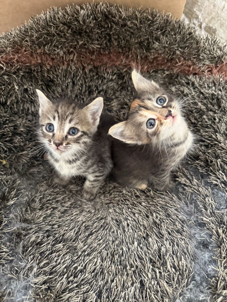 Котята ищут дом